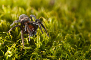 Titanoeca quadriguttata (Titanoecidae)