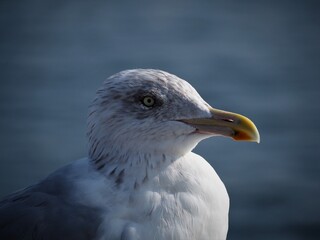 bird against the blue sky