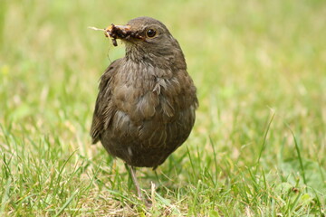bird in the grass