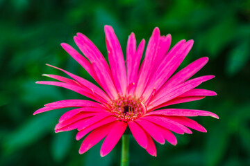 Obraz premium Gerbera is a genus of plants in the daisy family.Gerbera species bear a large capitulum with striking, two-lipped ray florets.