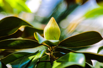 Large creamy magnolia flower bud at the end of a branch with the elegantly surrounding, enormous glossy, dark green leaves. Magnolia ivory flower-cup as it appears before it is expanded. © Dzmitry