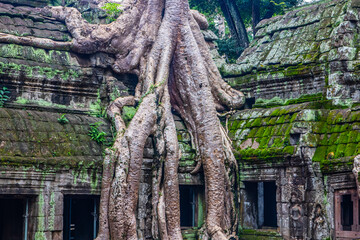 Ta Prohm the tombraider temple in Angkor Cambodia Asia