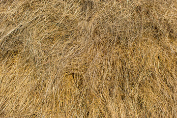Mown grass. Hay close-up. Background. Texture of hay.
