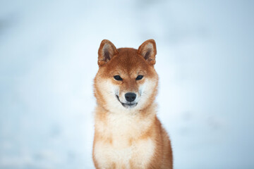 Close-up Portrait of Beautiful Shiba Inu Dog in the winter forest on snow background. Cute puppy