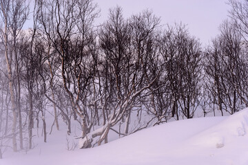 Arboles desnudos de hojas en las montañas del ártico, paisaje de un frio polar en invierno, sin personas.