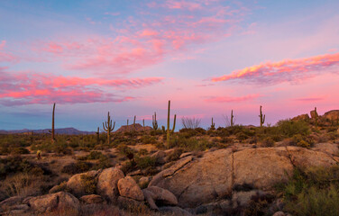Classic Arizona Desert Landscape With Cactus At Dusk