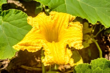 Flowering watermelon closeup, nature background, vegetables, healthy food.