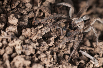 Wolf spider (Alopecosa accentuata) male, Apennine mountains, Italy.