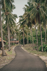 Fototapeta premium palm trees on the road
