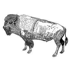 Bison Native American and full body. Buffalo hand drawing. Bull face, spiritual symbol and tribal animal. Symbol of power and strength. Travel and adventure vector.