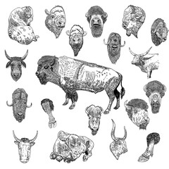 Bull set. Hand drawing of head portrait and standing in different poses. Butting up bison and farm ox. Chinese New Year 2021 symbol is Ox. Vector. © desertsands