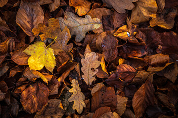 autumn leaves on the ground