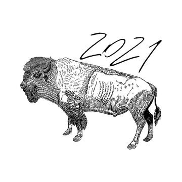 Year of the ox, Chinese New Year 2021. Bull with the handwritten number sign. Lunar new year symbol and horoscope sign for card. Hand drawing vector.