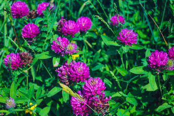 Close-up of a flower of young clover, background.