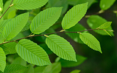 Fototapeta na wymiar Hojas de árbol ornamental Ulmus minor, olmo con fondo verde