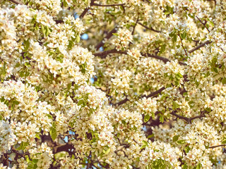 Blooming pear in the garden.