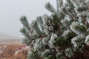 Obraz premium A snow covered fir tree, on the mountain surrounded by fog