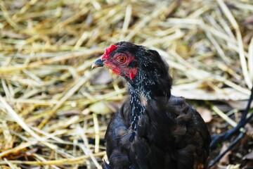 hen