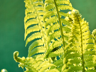 Young green fern in forest.