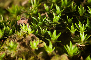 Jumping spider (Saitis barbipes) female.