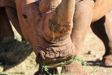 white rhino eats - Namibia Africa