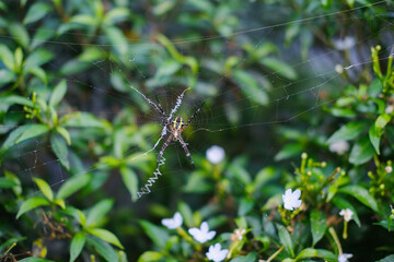 Black and yellow garden spider -Argiope aurantia on web against green natural bush background