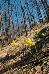 Wild daffodil (Narcissus pseudonarcissus), Apennine mountains, Italy.