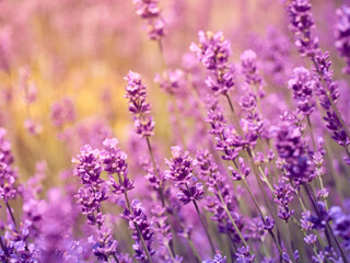 Obraz premium Soft focus on lavender flowers.