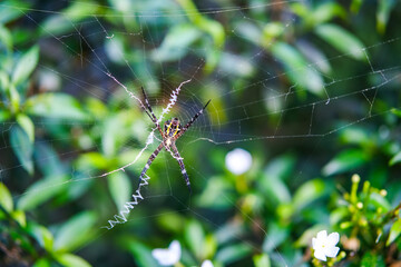 Black and yellow garden spider -Argiope aurantia on web against green natural bush background