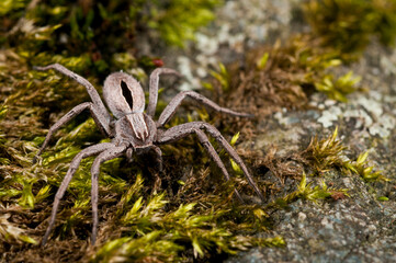 Thanatus formicinus (Philodromidae family), Apennine mountains, Italy.