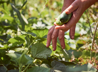 A сucumber in the hands of an elderly peasant woman