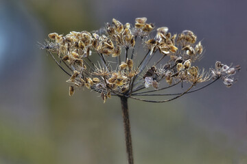 Dried bloom with open seed buds are autumn memory of summer; dried flower with gray bokeh background.