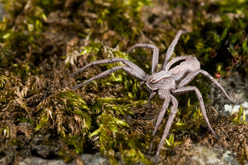 Thanatus formicinus (Philodromidae family), Apennine mountains, Italy.