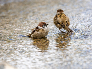 Eurasian Tree Sparrows play in a fountain 1
