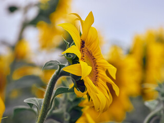 Obraz premium Sunflowers blooming in the field