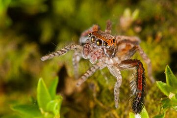 A jumping spider (Saitis barbipes) male, Italy.