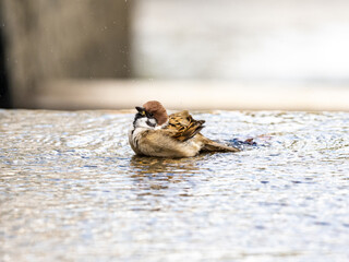 Eurasian Tree Sparrows play in a fountain 5
