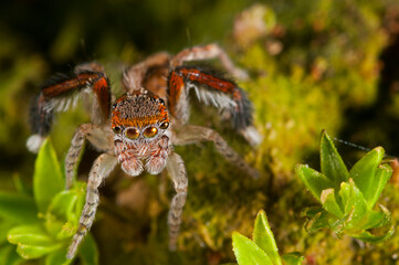 A jumping spider (Saitis barbipes) male, Italy.