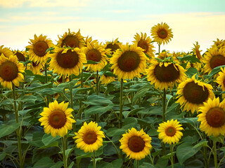 Sunflowers blooming in the field