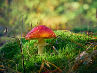 Fly agaric in the autumn forest.