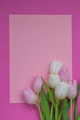 tulips flowers. Pink and white tulips on a light pink and fuchsia background. Blank postcard.copy space.International Women's Day, Mother's Day.
