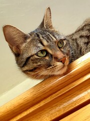 Naklejka premium Tabby cat chilling 