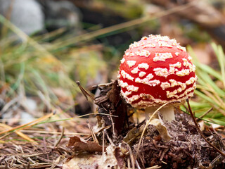 Fly agaric in the autumn forest.