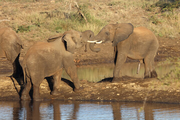 Obraz premium Afrikanischer Elefant / African elephant / Loxodonta africana.