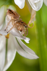 Jumping spider (Icius subinermis) female, Italy.


