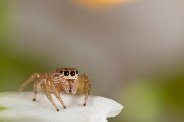 Jumping spider (Icius subinermis) female, Italy.

