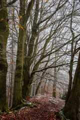 Fototapeta premium Mystical autumn or winter forest, beautiful fall color and snow on trails, road covered with leaves, trees, Hiking Golden Trail of Bohemian Paradise near Vranov castle Pantheon, Czech Republic