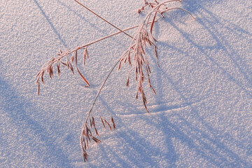Dry thin blades of grass in frost on the background of snow, illuminated by the sun, close-up. Beautiful winter background