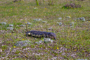 Shingleback lizard showing its blue tongue, flat lizard with short rounded tail. Innes national...