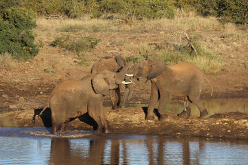 Fototapeta premium Afrikanischer Elefant / African elephant / Loxodonta africana.